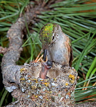 Broad-tailed hummingbird (Selasphorus platycercus) feeding young chick at nest,  Douglas County, Colorado, USA, North America
