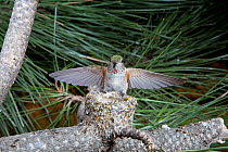 Broad-tailed hummingbird (Selasphorus platycercus) arriving / departing nest. Douglas County, Colorado, USA, North America