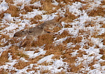 Coyote (Canis latrans) hunting / pouncing on small rodents in the snow, Wyoming, USA