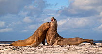 Southern Elephant seal (Mirounga leonina) bulls fighting for dominance on coastal beach, the Falkland Islands