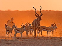 Greater Kudu (Tragelaphus strepsiceros) Springbok (Antidorcas marsupialis) and Burchell's Zebra,(Equus burchellii) gathered at a Etosha waterhole at sunset, Etosha National Park, Namiba, Southern Afri...