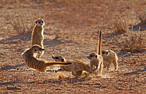 Four young Meerkats (Suricata suricatta) playfighting, Kgalagadi TB Park, South Africa.