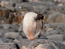 Gentoo Penguin (Pygoscelis papua) delicately standing on one leg balancing as it scratches,  Doran Bay, Antarctica