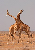 Two Giraffes (Giraffa camelopardalis) use their necks in fight for dominance, Etosha Pan, Namibia, Southern Africa