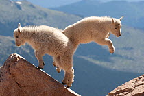 Juvenile Rocky Mountain Goats (Oreamnos americanus) playing on the top of a rocky outcrop. Rocky Mountain national Park, Colorado, USA