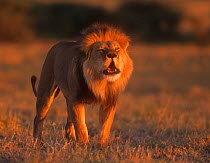 African lion (Panthera leo) male roaring to locate the rest of his pride, Botswana, Southern Africa