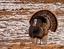 Merriam's Turkey (Meleagris gallopavo merriam) male with tail held in display posture, strutting in snow. South Dakota, USA, North America