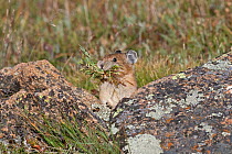 Northern American Pika / Rock rabbit (Ochotona princeps) gathering food for the winter during the short summers months, Colorado, USA, North America
