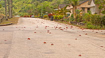 Red Land Crabs (Gecarcoidea natalis) crossing suburban road on migration, Christmas Island, South East Asia