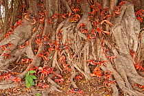 Red Land Crabs (Gecarcoidea natalis) crawling over roots of tree, on their migration pathway from the forests to coast, Christmas Island, South East Asia