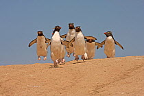 Group of Rockhopper Penguins (Eudyptes chrysocome) making their way from the nesting colony to the sea. Pebble Island, Falkland Islands