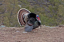 Merriam's Turkey (Meleagris gallopavo) male with feathers held in display posture, strutting during the mating season. Hot Springs, South Dakota, USA, North America