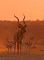 Greater Kudu (Tragelaphus strepsiceros) and Springboks (Antidorcas marsupialis) gathered at a Etosha waterhole at sunset, Etosha National Park, Namiba, Southern Africa