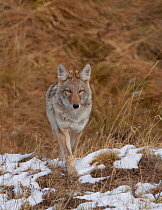 Coyote (Canis latrans) portrait whilst hunting in snow covered meadows, Yellowstone National Park, Wyoming, USA