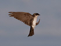 Tree Swallow (Tachycineta bicolor) in flight, preparing to land at Western Bluebird nest box, Colorado, USA, North America