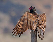 Turkey Vulture (Cathartes aura) perched on a fence post, with wings held outstretched to warm itself. Hot Springs, South Dakota, USA, North America