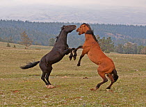 Two Wild Mustang (Equus caballus) stallions rear on hind legs, fighting for dominance in a mountain meadow. Montana, USA