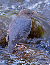 Portrait of an American Dipper / Water Ouzel (Cinclus mexicanus) standing on a rock in a fast flowing water, Gardner River, Yellowstone National Park, Montana, USA, North America