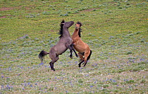 Two Wild Mustang (Equus caballus) stallions rear on hind legs, fighting for dominance in a mountain meadow. Montana, USA