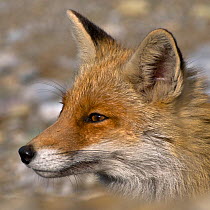 Red fox (Vulpes vulpes) resting, Pollino National Park, Basilicata, Italy, May 2009