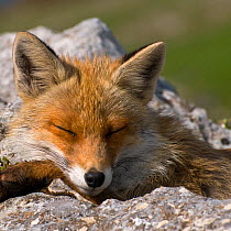 Red fox (Vulpes vulpes) sleeping, Pollino National Park, Basilicata, Italy, May 2009