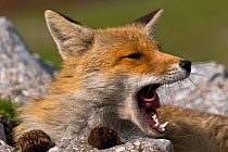 Red fox (Vulpes vulpes) yawning, Pollino National Park, Basilicata, Italy, May 2009