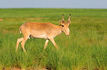 Male Saiga antelope (Saiga tatarica) in the steppe of Cherniye Zemly (Black Earth) Nature Reserve, Kalmykia, Russia, April 2009