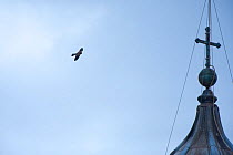 Kestrel (Falco tinninculus) in flight over church roof, Vatican garden, Rome, Italy, March 2010