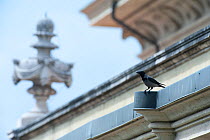 Hooded crow (Corvus cornix) perched on church building in the Vatican garden, Rome, Italy, March 2010