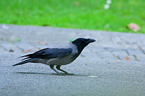 Hooded crow (Corvus cornix) perched on the ground in the Vatican garden, Rome, Italy, March 2010