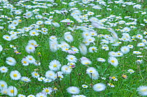Common daisies {Bellis perennis} flowering on lawn  in the Vatican garden, Rome, Italy, March 2010