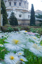 Common daisies (Bellis perennis) flowering in the  Vatican garden with St Peter's in the background, Rome, Italy, March 2010