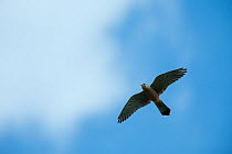 Kestrel (Falco tinninculus) in flight, Vatican garden, Rome, Italy, March 2010