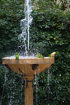 Monk parakeets (Myiopsitta monachus) at fountain in the Vatican garden, Rome, Italy