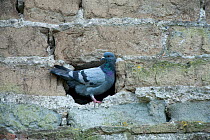 Rock pigeon (Columba livia) perched in hole in brick wall in the Vatican garden, Rome, Italy, March 2010