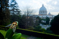 Yellow-legged moustached icon hoverfly (Syrphus ribesii) resting on leaf in the Vatican garden with St Peter's in the background, Rome, Italy, March 2010