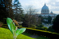 Yellow-legged moustached icon hoverfly (Syrphus ribesii) resting on leaf in the Vatican garden with St Peter's in the background, Rome, Italy, March 2010