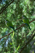 Monk parakeet (Myiopsitta monachus) pair perched in tree in the Vatican garden, Rome, Italy, March 2010