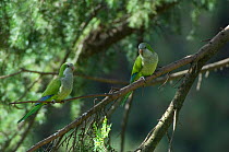 Monk parakeet (Myiopsitta monachus) pair perched in tree in the Vatican garden, Rome, Italy, March 2010