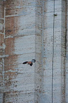 Kestrel (Falco tinninculus) in flight from nest in the wall of a stone building in the Vatican garden, Rome, Italy