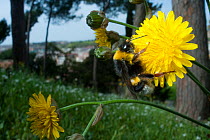 White tailed bumblebee (Bombus lucorum) collecting nectar from Dandelion flower (Taraxacum officinale) in the Vatican garden, Rome, Italy, March 2010