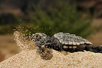 Hatchling of the Loggerhead sea turtle (Caretta caretta) emerging from the sand to find its way down to the sea, Dalyan Delta, Turkey, July 2009