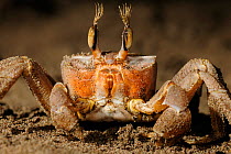 Ghost crab (Ocypode cursor) foraging for prey on beach at low tide (predator of the turtle hatchlings), Dalyan Delta, Turkey, July 2009
