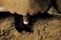 Loggerhead turtle (Caretta caretta) female laying eggs in nest in sand, Cirali beach, Turkey, August 2009