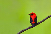 Male Scarlet Tanager (Piranga olivacea) in breeding plumage, early spring in Sapsucker Woods, Ithaca, New York.