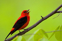 Male Scarlet Tanager (Piranga olivacea) singing and in breeding plumage, early spring in Sapsucker Woods, Ithaca, New York.