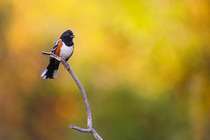 A Spotted Towhee (Pipilo maculatus) singing in summer at sunset, Eaton Canyon, California, USA.