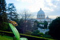 Yellow-legged moustached icon hoverfly (Syrphus ribesii) resting on plant in the Vatican garden with St Peter's in the background, Rome, Italy, March 2010