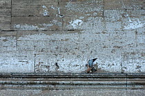 Kestrel (Falco tinninculus) pair mating on stone ledge on outside of stone building in the Vatican garden, Rome, Italy, March 2010