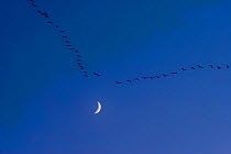 A flock of Canada Geese (Branta canadensis) flying south on autumn migration, with crescent moon, Ithaca, New York, USA.